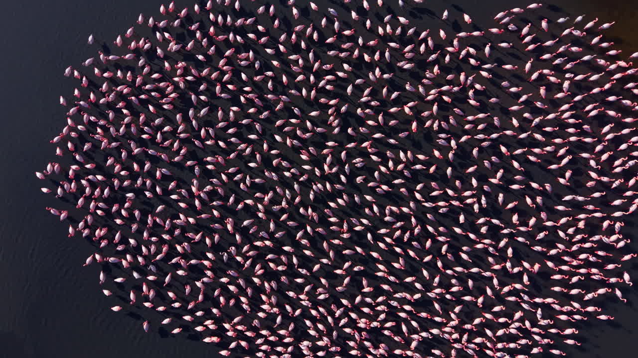 I fenicotteri creano un cerchio affascinante mentre si radunano sotto il sole splendente lungo l'acqua luccicante di una laguna serena durante l'ora d'oro.