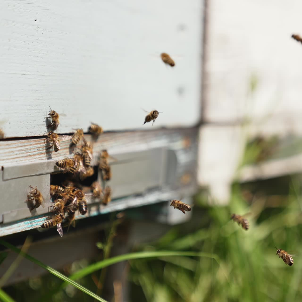 Bee hives in an apiary