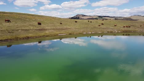 Ganado-En-Libertad-Rebaño-De-Vacas-Que-Migran-A-Lo-Largo-De-Los-Pastos-Del-Lago,-Agua-Potable-|-Carne-De-Vacuno-Alimentada-Con-Pasto-Agricultura-Ganadería,-Ganadería-|-En-Libertad,-Agricultura-ética-|-Dron-Cinematográfico,-1-De-12