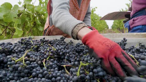 slow motion truck right of a hand cleaning grapes from a bin at harvest time, leyda valley, chile