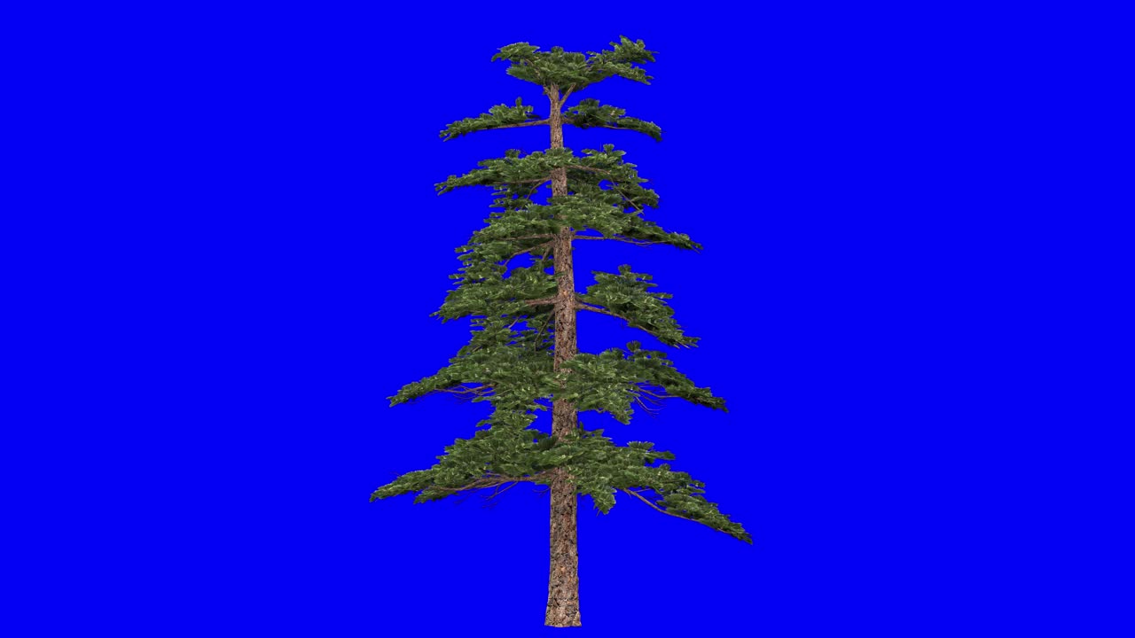 3D huangshan pine tree with wind effect on blue screen 3D animation