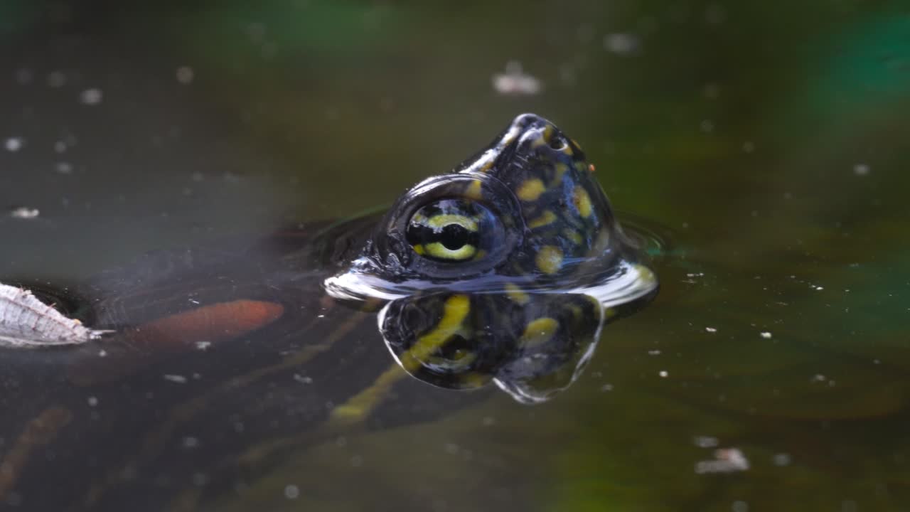 An aquatic turtle remains motionless, with half of its face above the water, calmly observing its surroundings. A serene and reflective moment in nature.