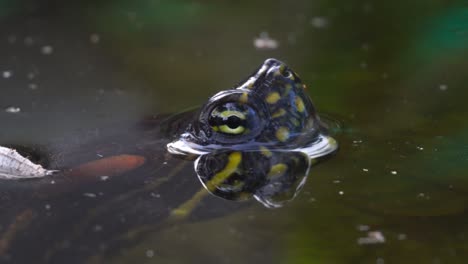 an aquatic turtle remains motionless, with half of its face above the water, calmly observing its surroundings. a serene and reflective moment in nature.