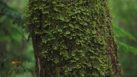 Mossy-tree-in-the-rain,-Aokigahara-Forest-at-Mt-Fuji,-Japan