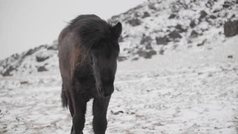 Caballo-Islandés-Negro-En-Ambiente-Frío