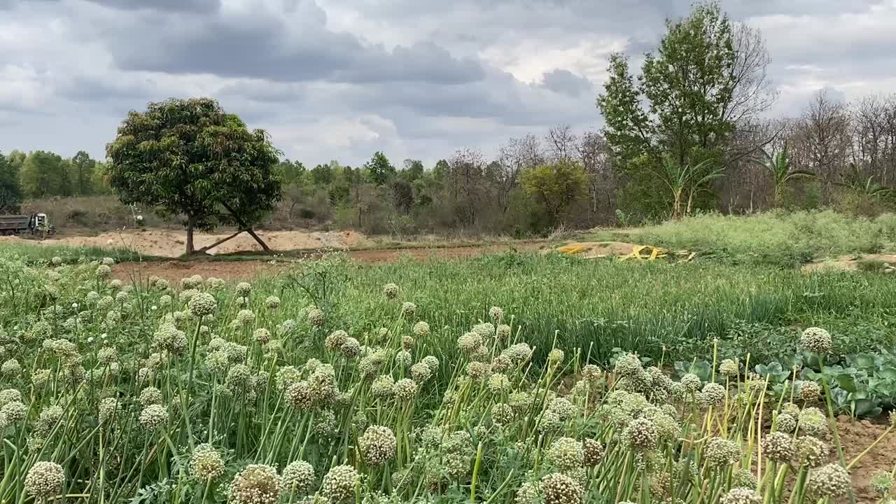 hermosa granja con flores de cebolla en un día nublado en jharkhand, india
