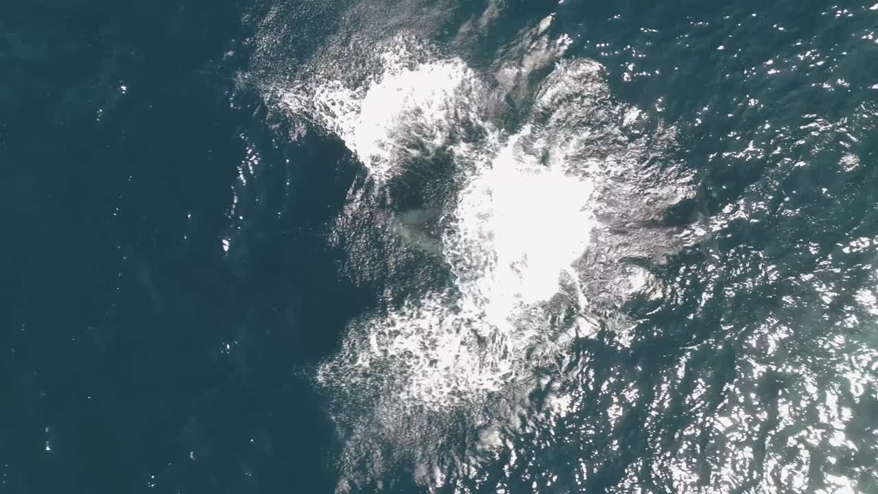 Aerial video of a playful whale calf jumping out of the ocean four times, spouting water and splashing near Sydney coastline, Australia on a bright, sunny day. Top-down drone shot.