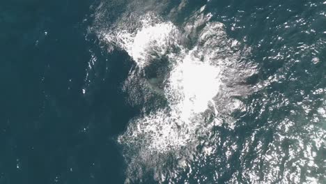aerial video of a playful whale calf jumping out of the ocean four times, spouting water and splashing near sydney coastline, australia on a bright, sunny day. top-down drone shot.