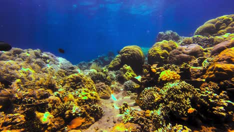 Close-up-of-two-butterfly-fish-swimming-together-in-a-healthy-tropical-coral-reef