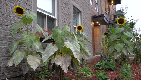 Sonnenblumen-Unter-Dem-Windigen-Tag