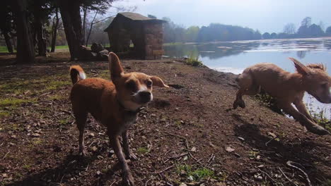 Lindos-Y-Adorables-Cachorros-Juguetones-Jugando-En-El-Barro-Cerca-Del-Lago-En-Yorkshire,-Inglaterra