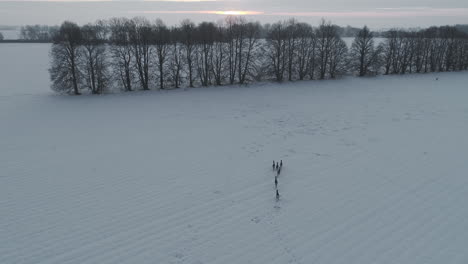 a small herd of deers wandering in the winter through a snowy field to the windbreak of trees, the horizon with the sun shining through the clouds