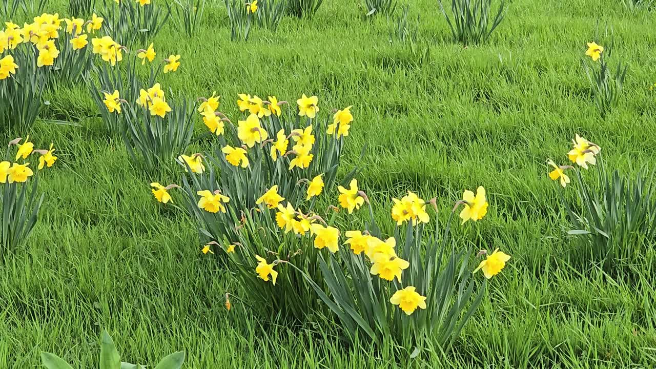 Bellissimi narcisi gialli in primavera