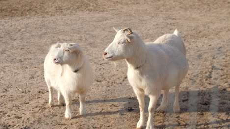 Two-White-Goats-on-Farm-in-4K