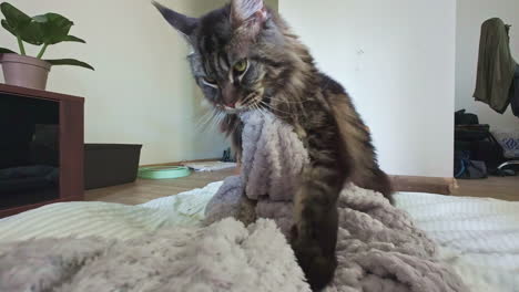 gray cat resting on a bed biting and kneading a comfy soft blanket