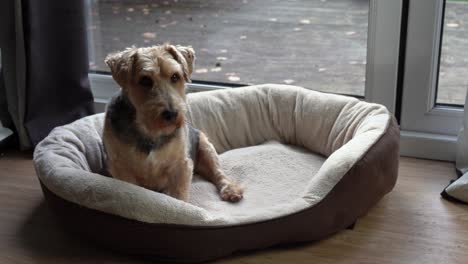 dog in his bed waiting and watching for command