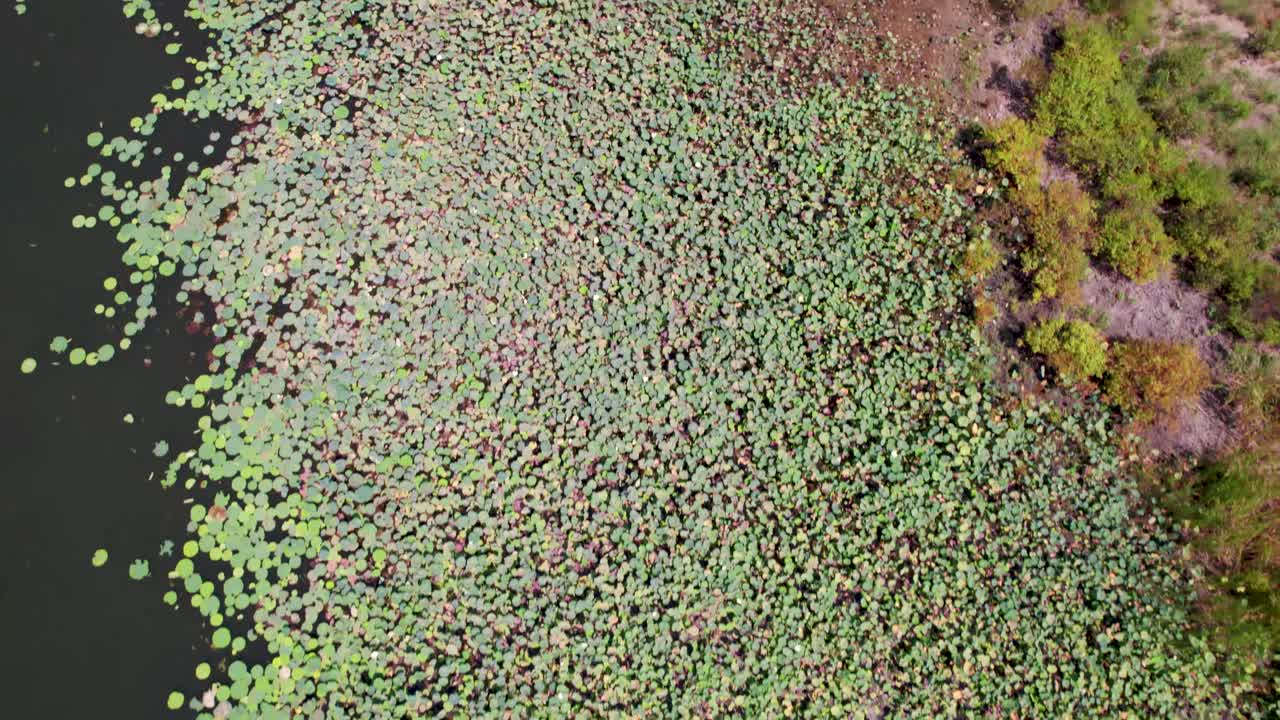 Aerial flight over Lily Pads in a reservoir