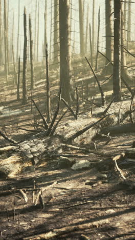 aftermath of a devastating forest fire