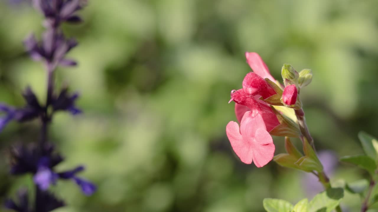 Close-up of red and purple flowers in garden