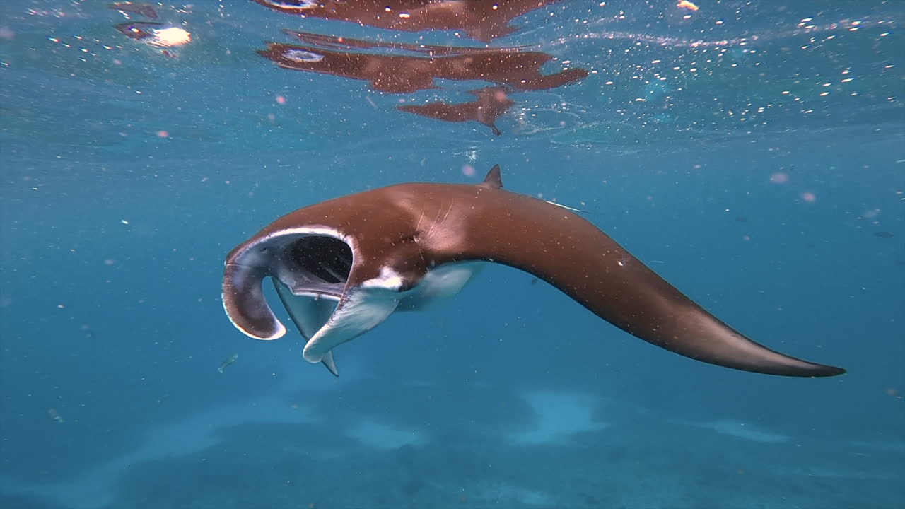 vista submarina de la manta ray alimentándose con la boca abierta en el agua azul del océano, indonesia