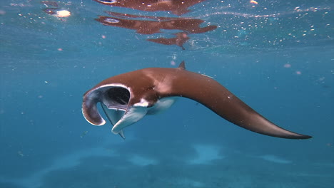 underwater view of manta ray feeding with its mouth open in blue ocean water, indonesia