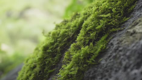 Algen-Auf-Den-Felsen-Im-Wald