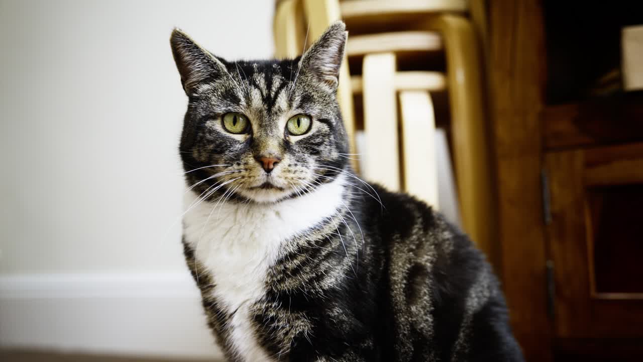 gato rescatado viviendo su nueva vida