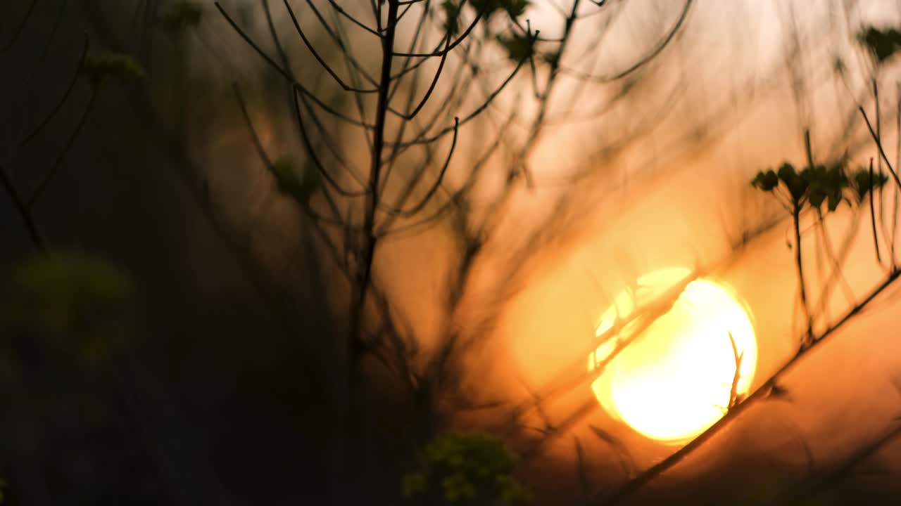 나가지 속에서 해가 지는 것