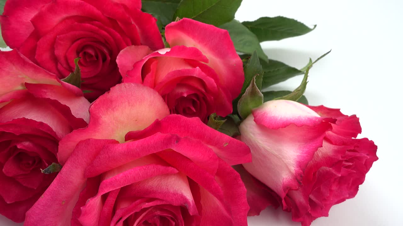 Rosas vermelhas sobre um fundo branco