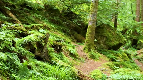 lush greenery and serene forest trail