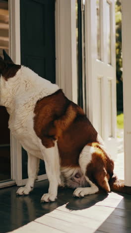 st. bernard dog sitting at the front door