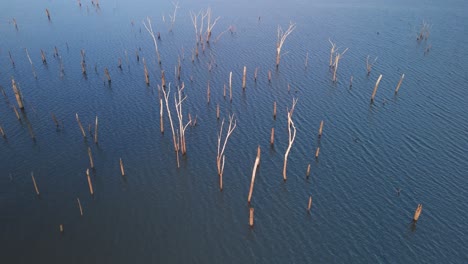 bosque hundido árboles muertos
