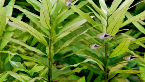 primer plano de peces tropicales nadando entre plantas de agua verde iluminadas por el sol