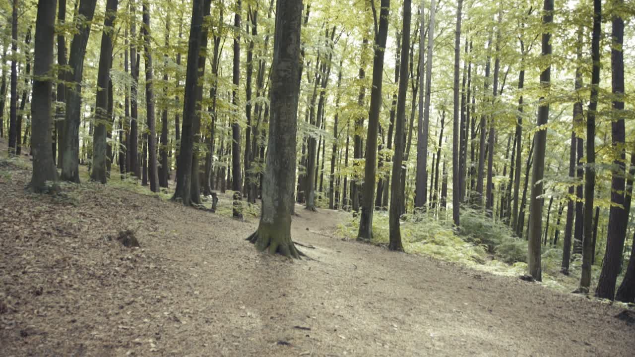 Natura nella foresta
