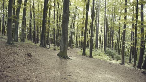 Naturaleza-En-El-Bosque