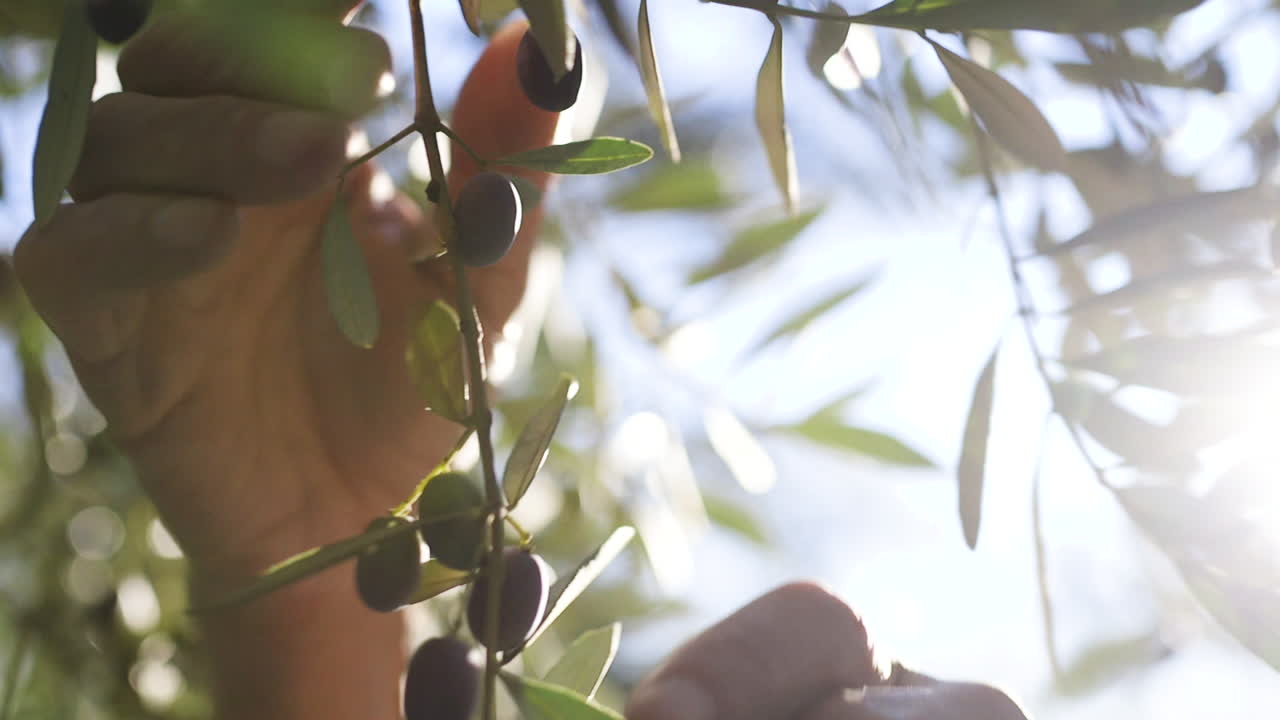 Hands harvesting olives from an olive tree