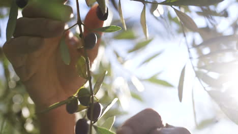 hands harvesting olives from an olive tree