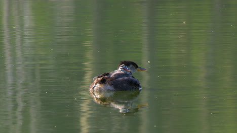 red-necked grebe with baby chick on back floats through water frame