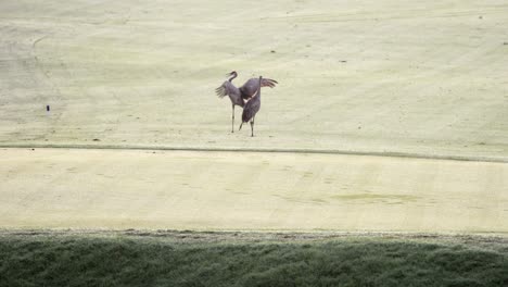 sandhill cranes mating dance on golf course
