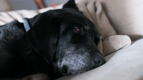 headshot of a senior black dog sleeping comfortably on a couch