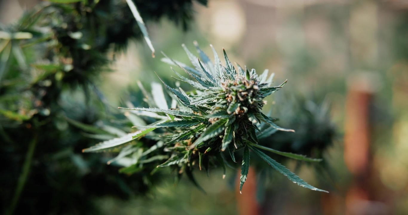 Primo piano di pianta di cannabis in fiore in giardino esterno