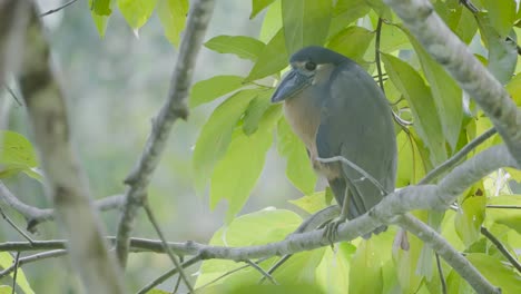 Birds-of-Costa-Rica:-Boat-billed-Heron