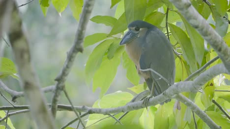 aves de costa rica: el garza de pico de barco