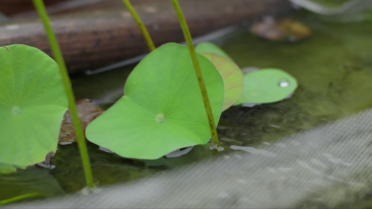 Lotus Leaves and Water Droplets in a Pond
