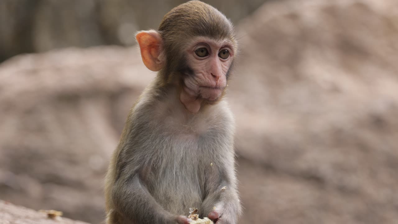 los macacos constituyen un género (macaca) de monos gregarios. los macacos se encuentran en una variedad de hábitats en todo el continente asiático y son altamente adaptables.