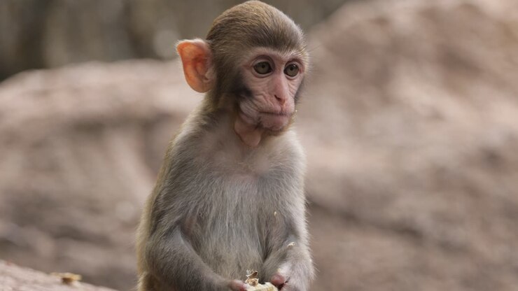 Macaques in nature. Macaques constitute a genus (Macaca) of gregarious monkeys. Macaques are found in a variety of habitats throughout the Asian continent and are highly adaptable.