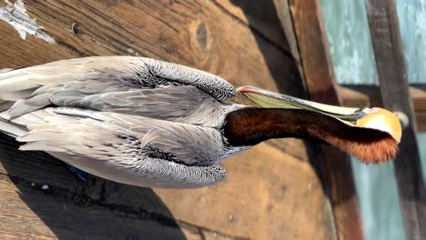 Wild Mischievous Brown Pelicans Trying To Steal Food From Tourists And Fisherman On The Oceanside Beach Pier In San Diego, California