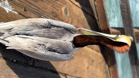 wild mischievous brown pelicans trying to steal food from tourists and fisherman on the oceanside beach pier in san diego, california