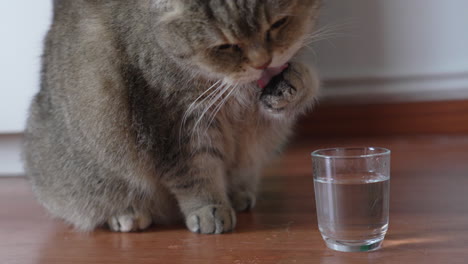 adorable british shorthair cat drinking water by putting his paw in little water glass