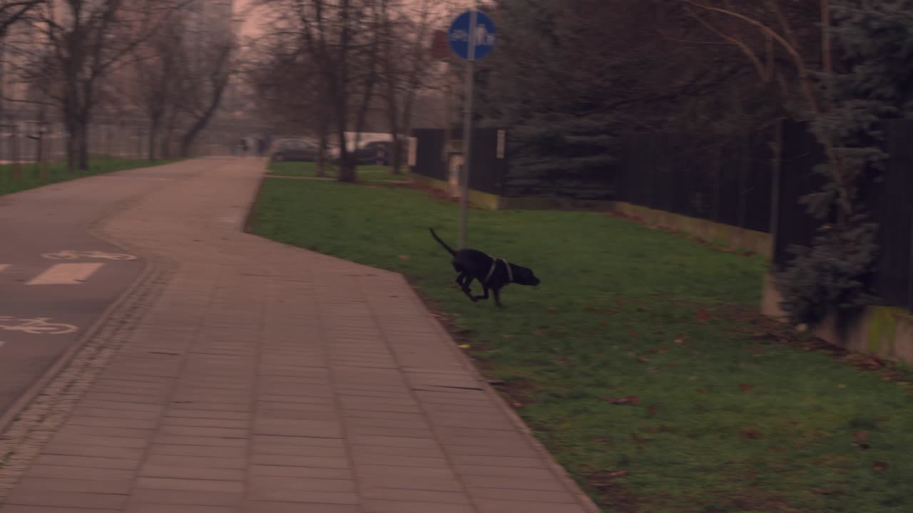 보행자 교차로에 있는 개